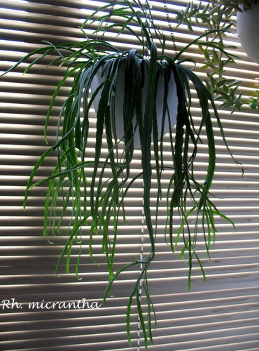 rh.micrantha.JPG
