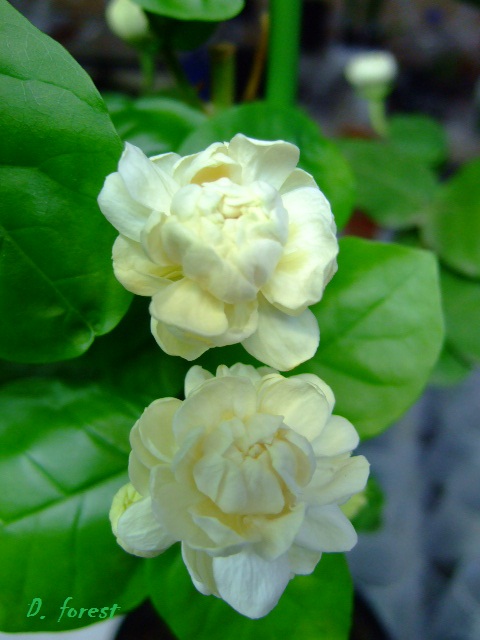 DSCF3437.JPG