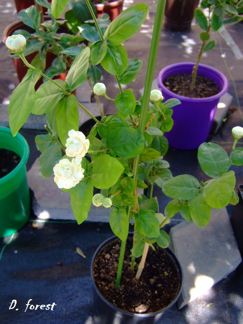 DSCF3395.JPG