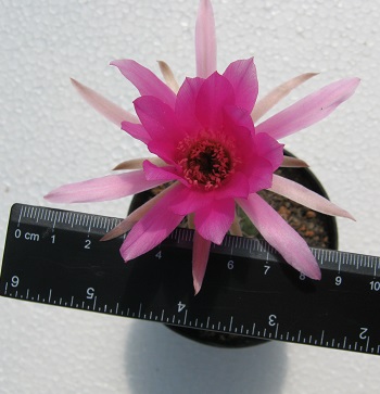 cardenasiana R498 razmer.jpg