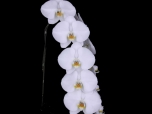 Dtps.gerd-roellke.jpg