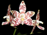 Phal.amboinensis-simanis.jpg