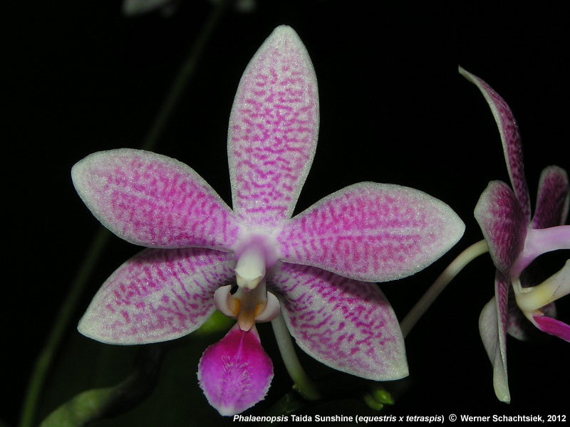 Phal.Taida Sunshine.jpg