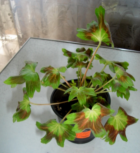 DSC00155.JPG
