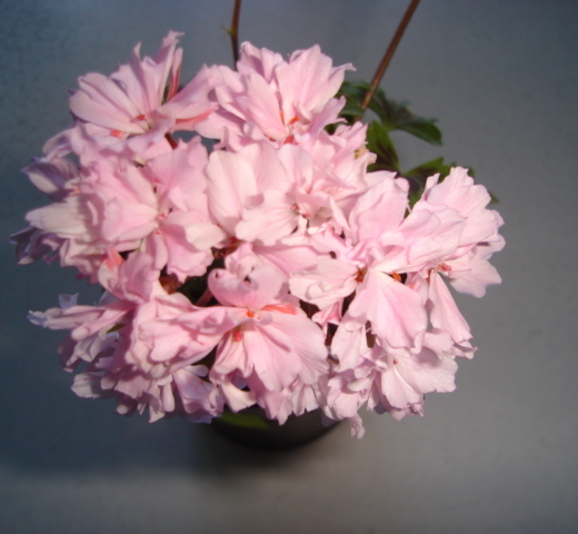 DSC00579.JPG
