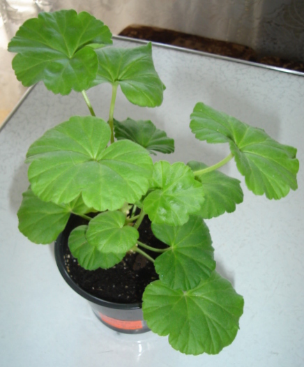 DSC00145.JPG