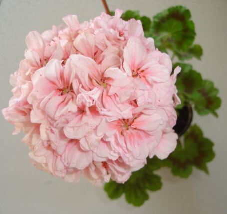 DSC03066.JPG