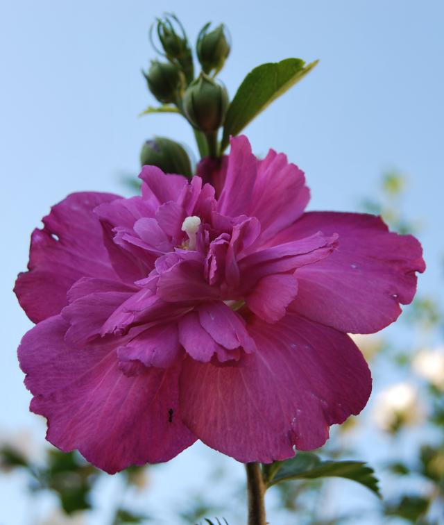 Purple Ruffles, 60 грн.jpg