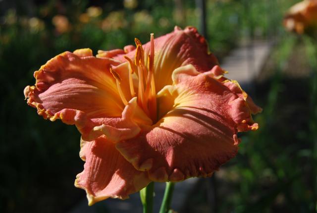 DSC_0511.jpg