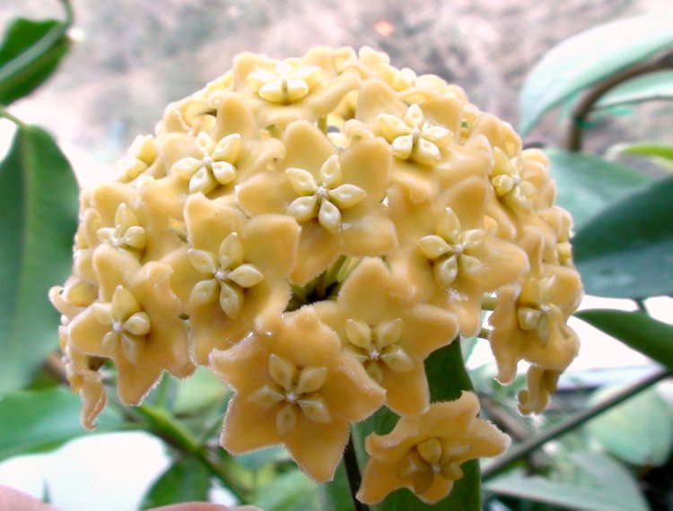 hoya_montana_800.jpg