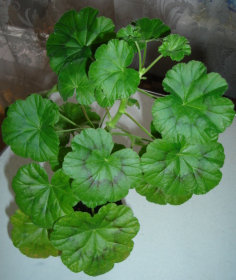 DSC00029.JPG