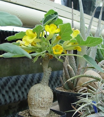 Uncarina roeoesliana.jpg