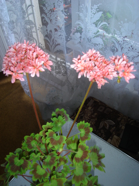 DSC00051.JPG
