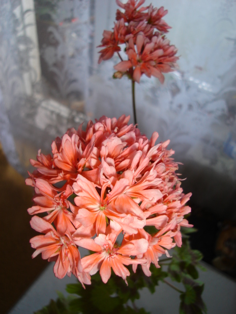 DSC00050.JPG