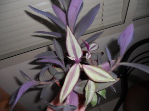 DSCN3546.JPG