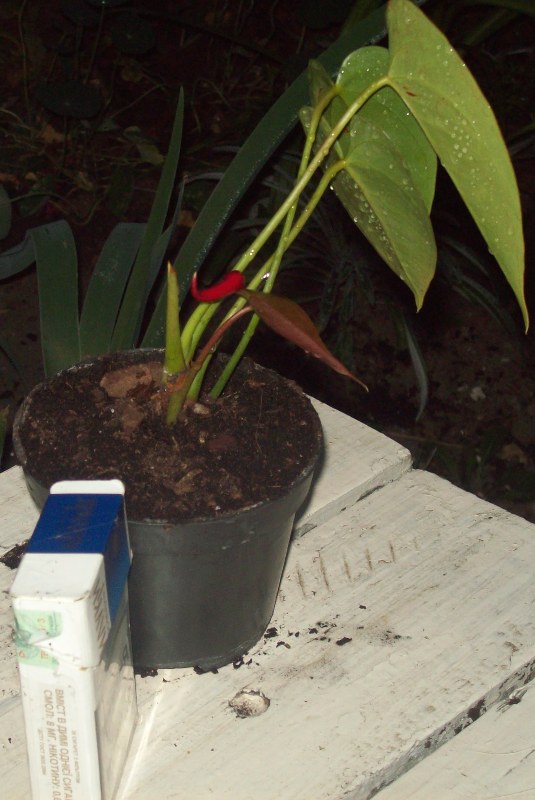 100_1165.JPG