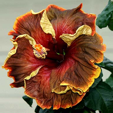hibiscus-voodoo-magic-foto-2864.jpg