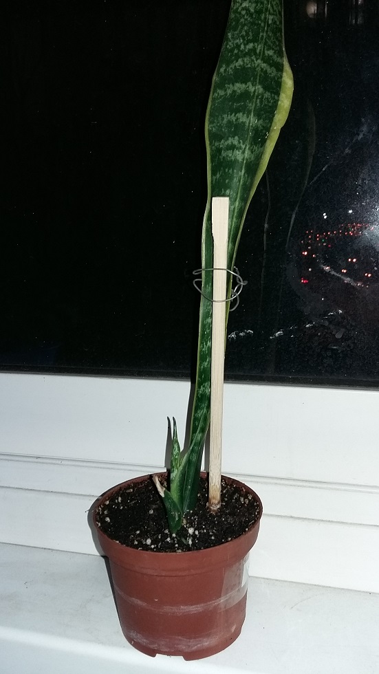 20150826_202452.jpg