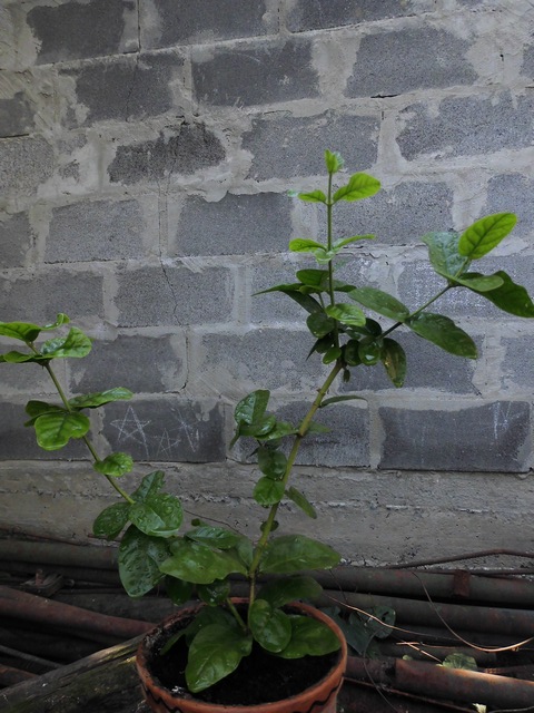 Image00007.jpg