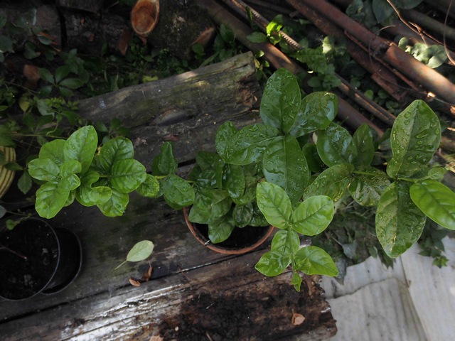 Image00008.jpg