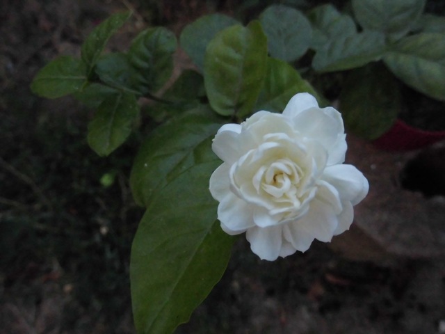 Image00002.jpg