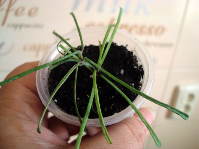 DSC01352.jpg