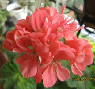 'Boniface Butterfly'-1.jpg