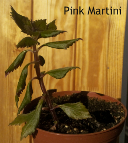 pink m.jpg
