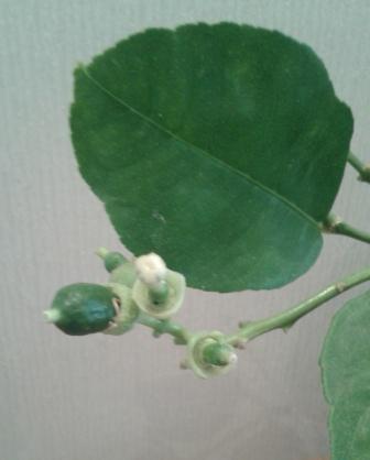 2015-09-02 11.56.26.jpg