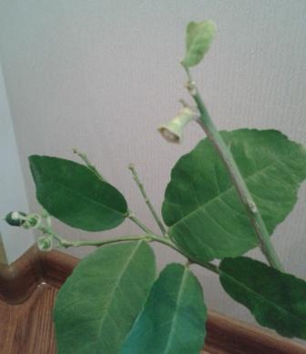 2015-09-02 11.57.26.jpg
