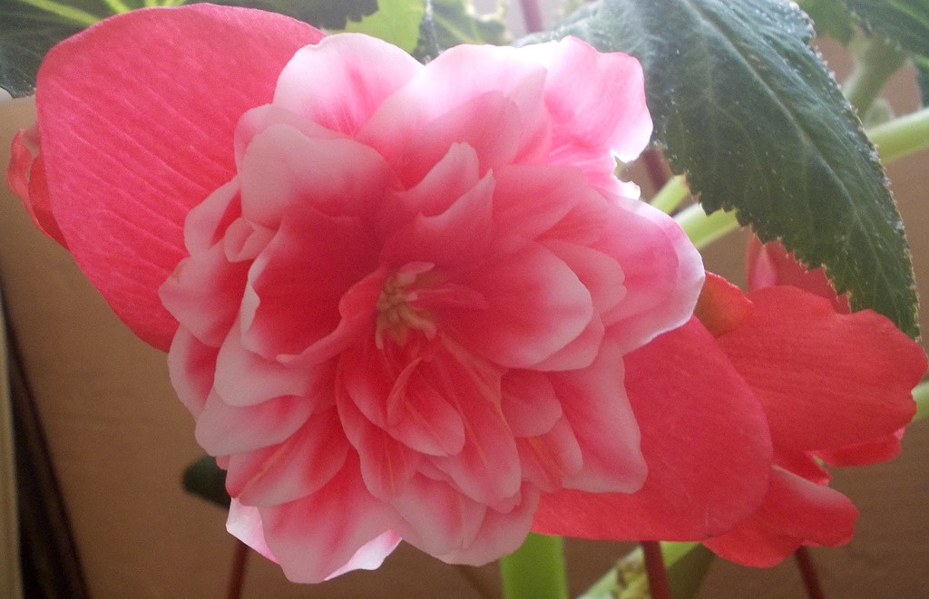 Camelia Flora.jpg