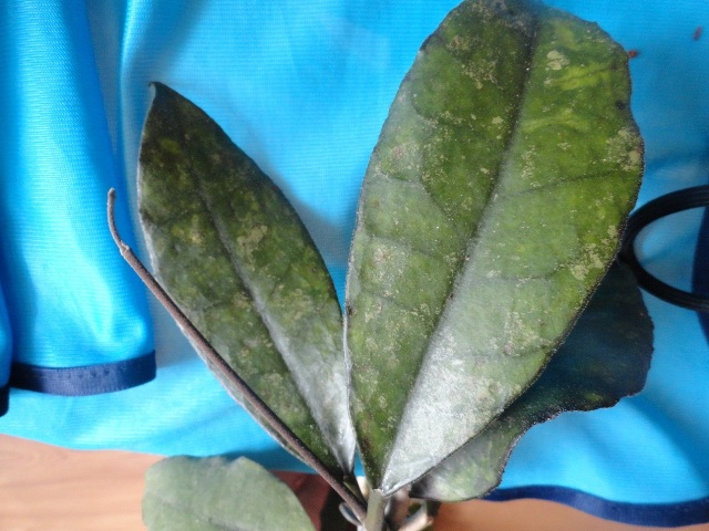 DSC00826.JPG