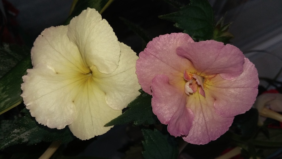 20150829_160212.jpg