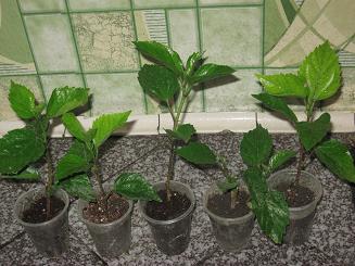 hibiscus.JPG