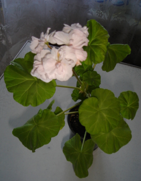 DSC00344.JPG