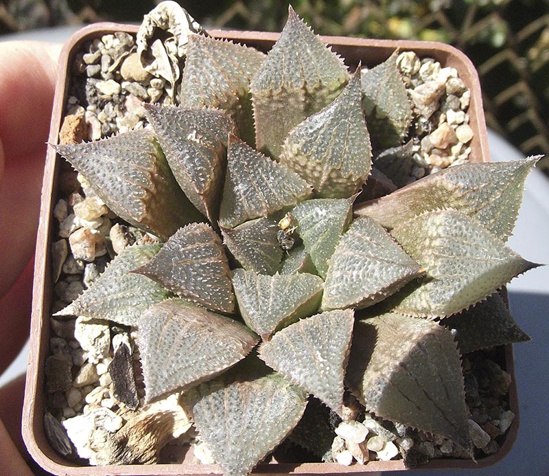pygmaea-v-christalinae-X-emelyae6ka.jpg