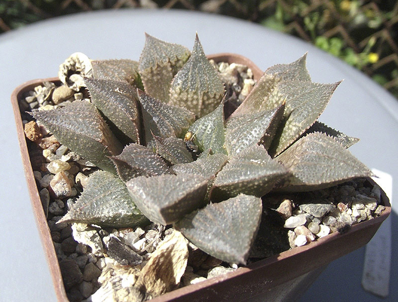 pygmaea-v-christalinae-X-emelyae6ka1.jpg