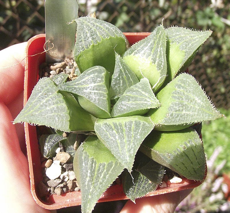 magnifica-v-splendens-vtoraya-6ka.jpg
