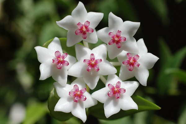 hoya.jpg