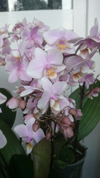 Pinlong Cheris.jpg