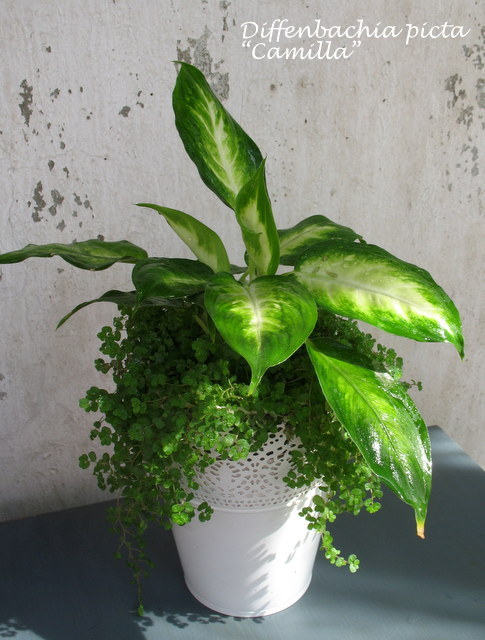 Dieffenbachia picta 'Camilla'.JPG