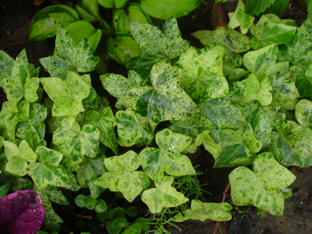 P6304216.JPG