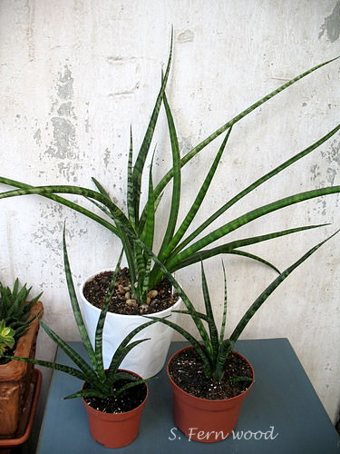 s.fernwood.JPG