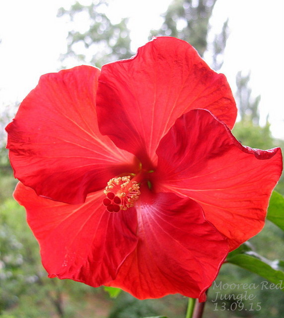 moorea rj3.JPG