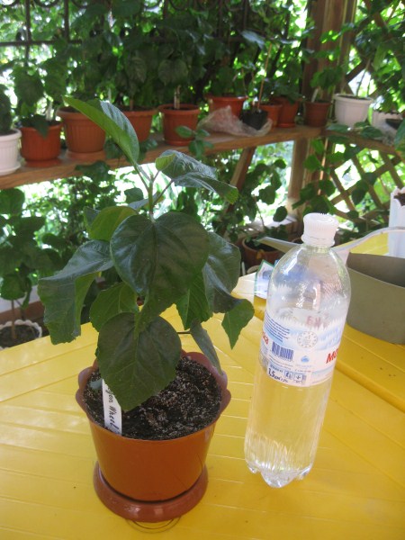 IMG_2285 (450 x 600).jpg