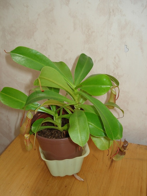 DSC08180.JPG