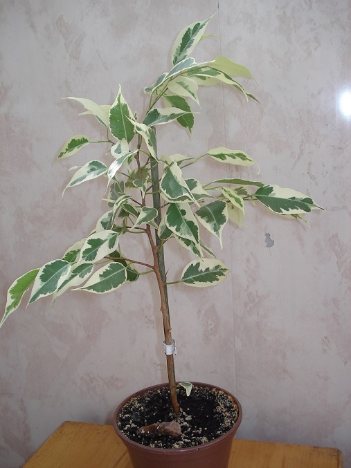 DSC08173.JPG