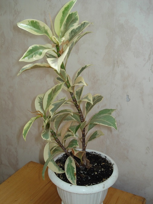 DSC08178.JPG
