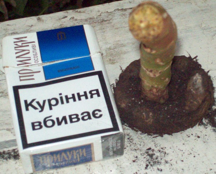 100_1215.JPG
