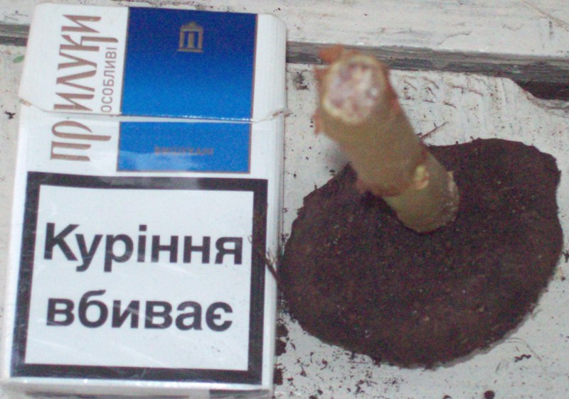 100_1211.JPG